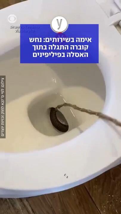 אימה בשירותים: נחש קוברה התגלה בתוך האסלה בפיליפינים